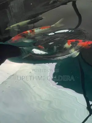 Koi Fish
