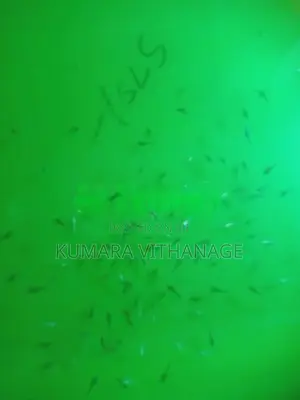 ෆයිටර් පැටවු