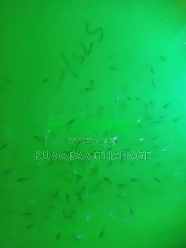ෆයිටර් පැටවු