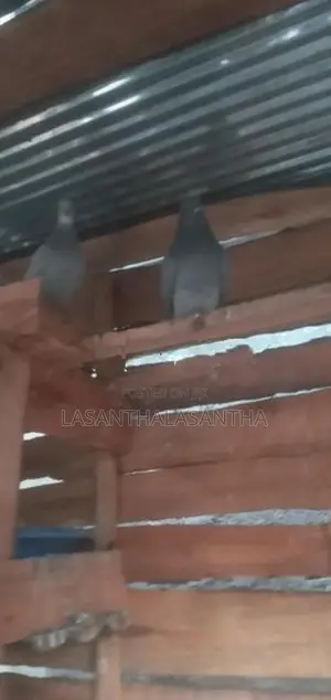 Pigeons