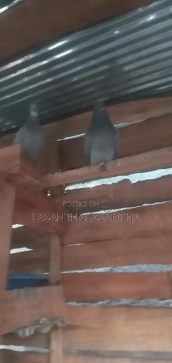 Pigeons