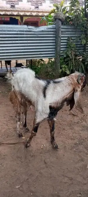 யமுனாபாரி கிடாய்
