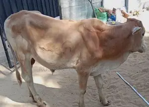 Male Cow