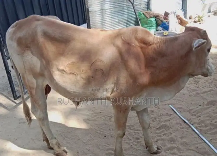 Male Cow