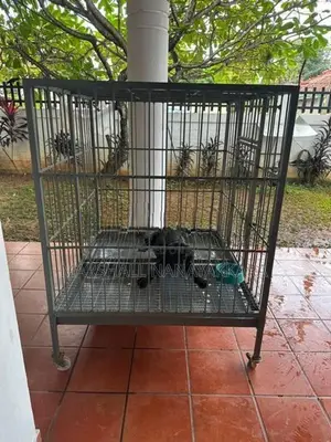 Dog Cage