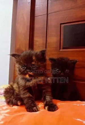 Persian Kittens