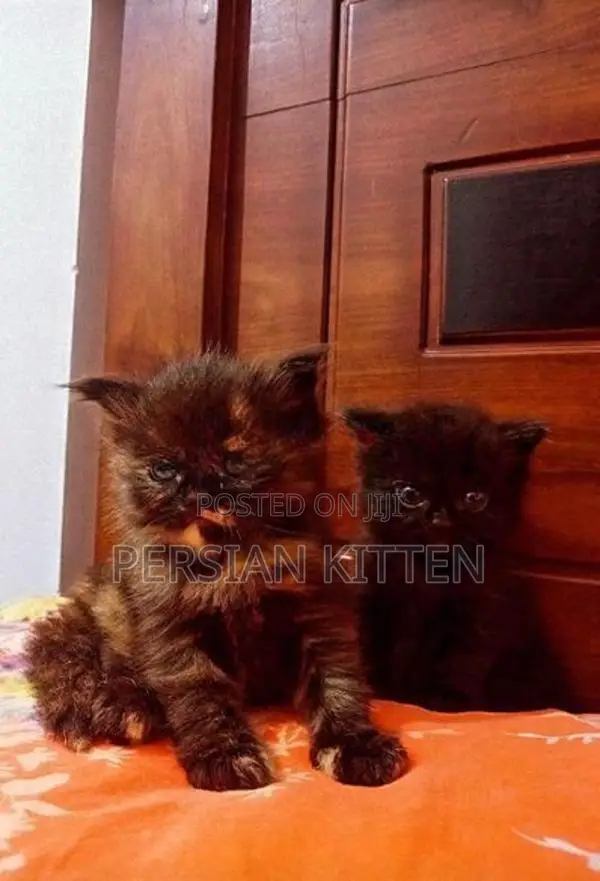 Persian Kittens
