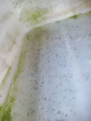 ෆයිටර් පැටවු