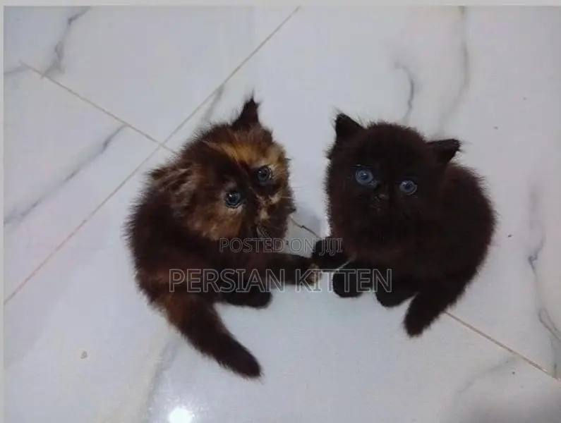 Persian Kittens