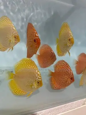 Discus fish