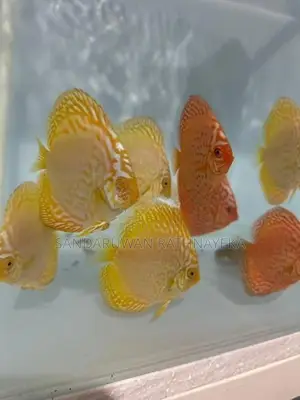Discus fish