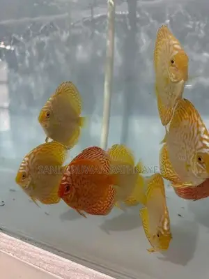 Discus fish