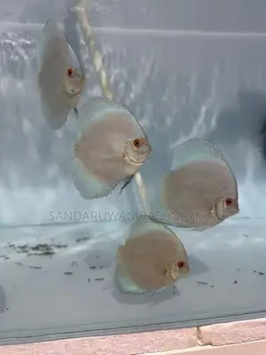 Discus fish