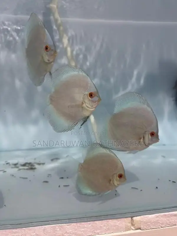 Discus fish