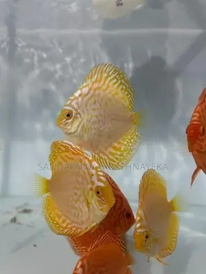 Discus fish