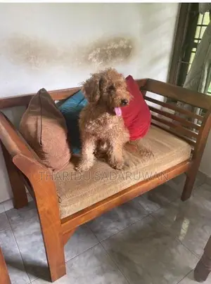 Toy poodle