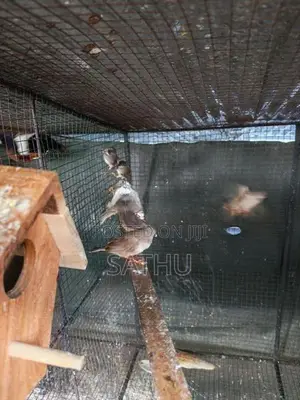 Finch Birds