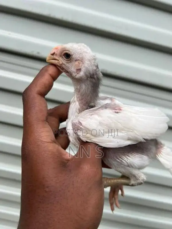 Parrot Beak Chicks