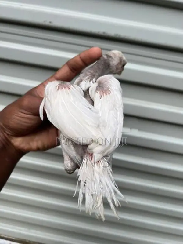 Parrot Beak Chicks