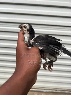 Parrot Beak Chicks