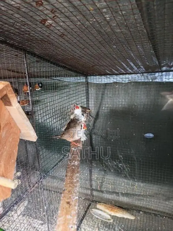 Finch Birds