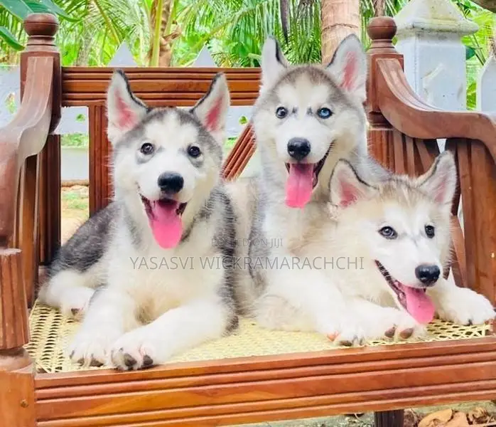 Serbian Husky Puppies