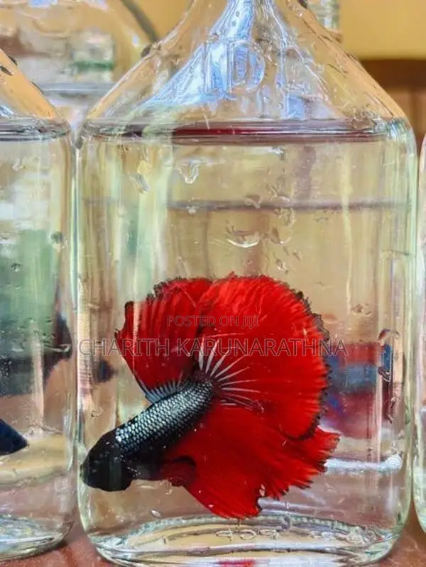 betta fish