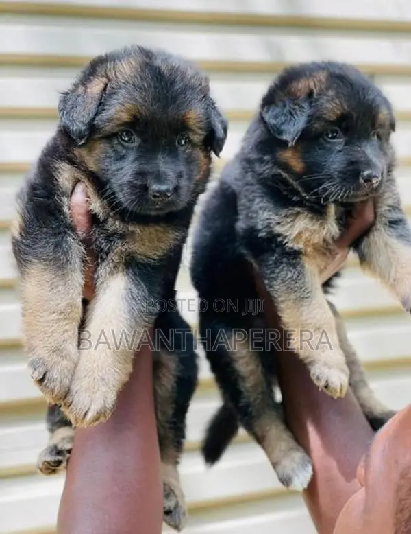 German Shepherd Long Coat Puppy