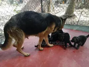 German Shepherd Puppies