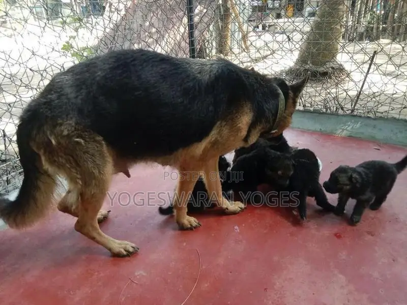 German Shepherd Puppies