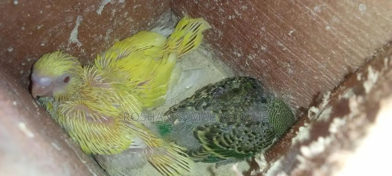 Budgerigar Birds