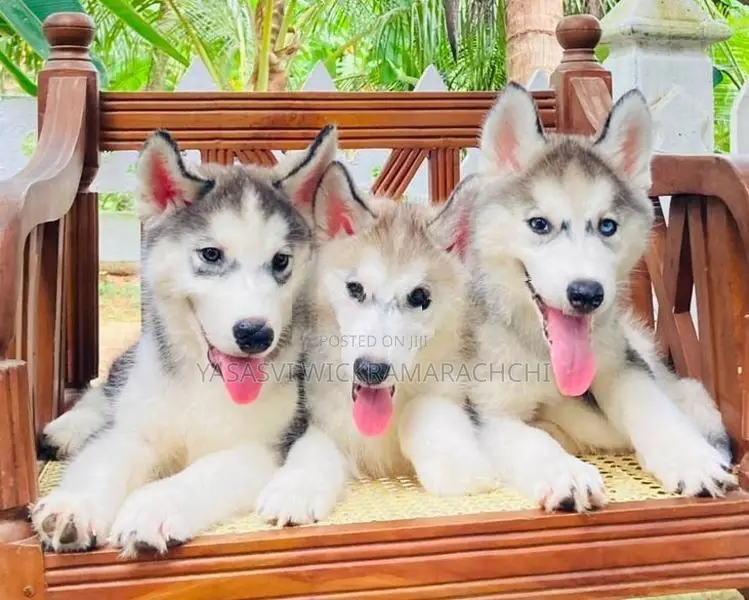 Serbian Husky Puppies