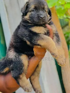 German Shepherd Long Coat Puppy