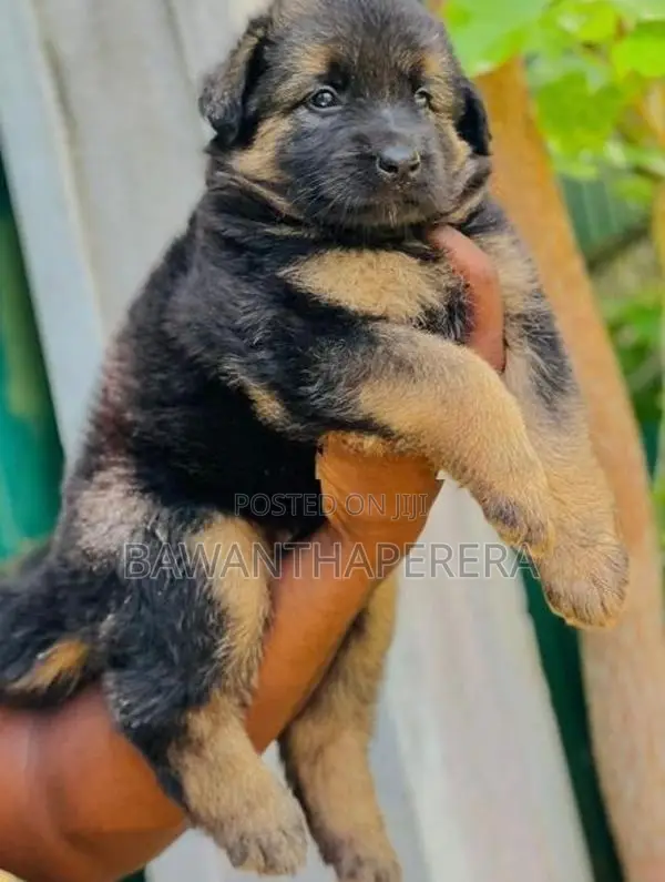 German Shepherd Long Coat Puppy