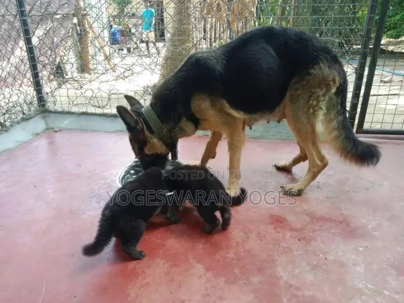German Shepherd Puppies