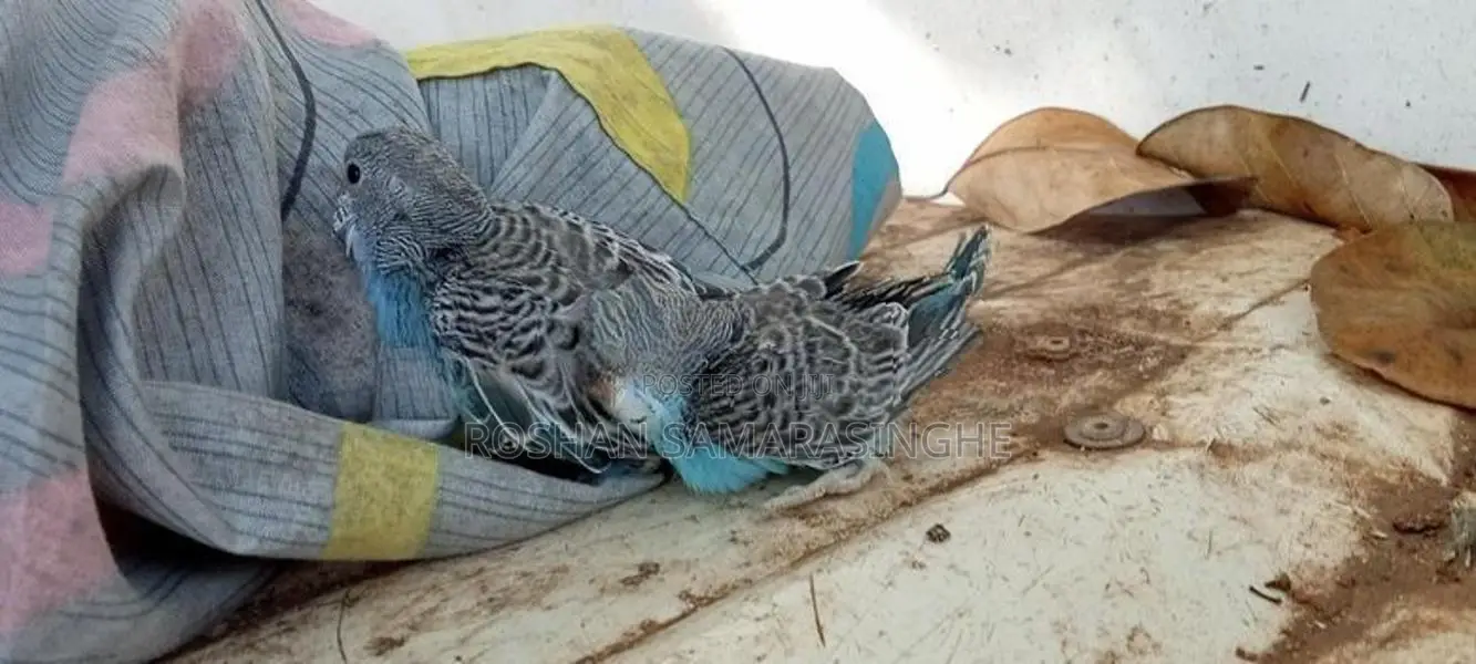 Budgerigar Birds