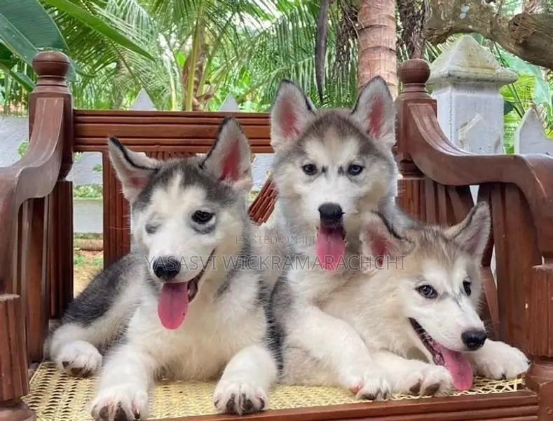 Serbian Husky Puppies