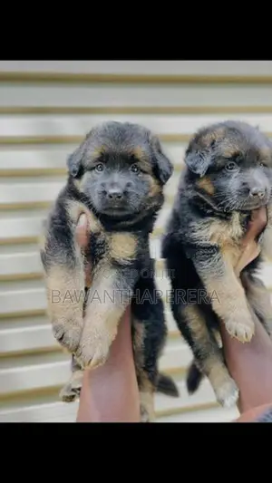 German Shepherd Long Coat Puppy