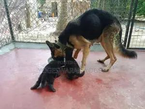 German Shepherd Puppies