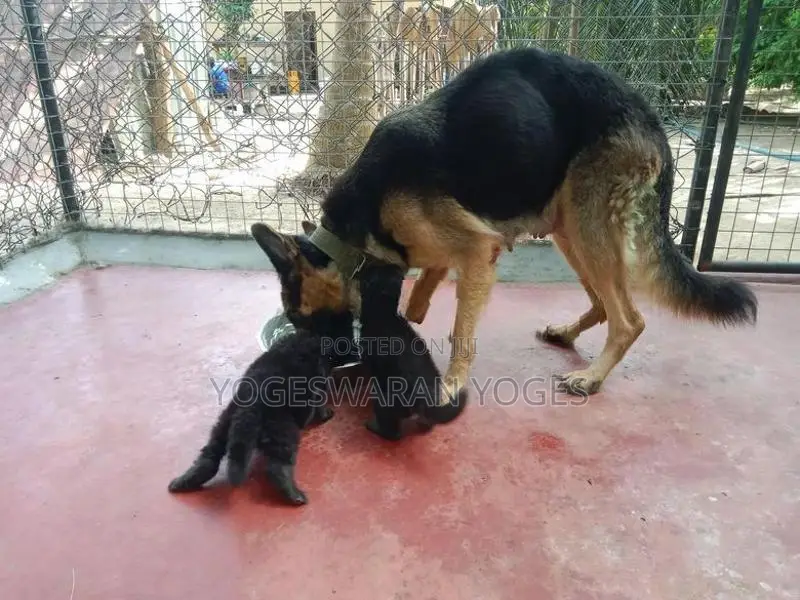 German Shepherd Puppies