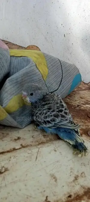 Budgerigar Birds