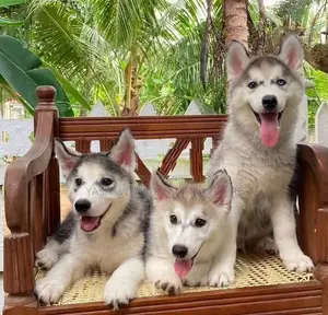 Serbian Husky Puppies