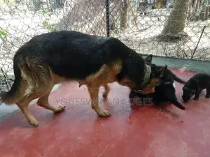 German Shepherd Puppies