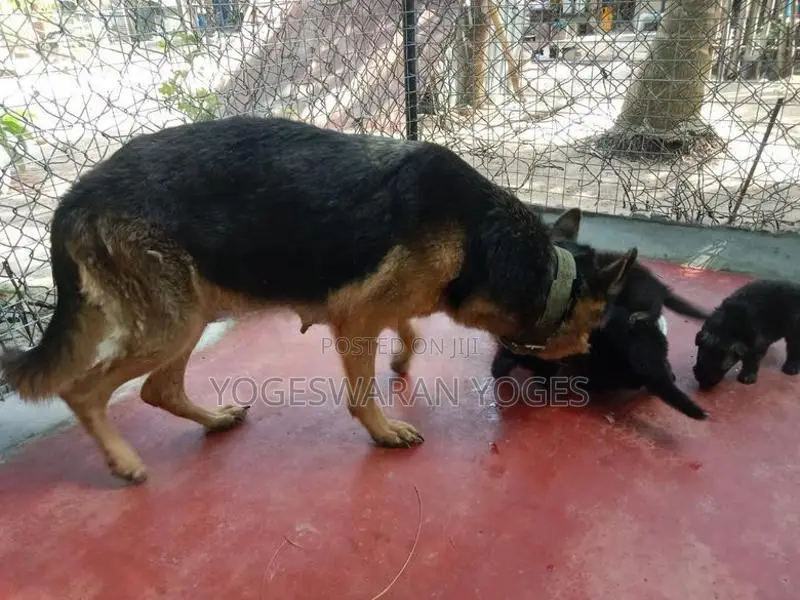 German Shepherd Puppies