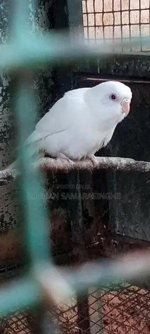Budgerigar Birds