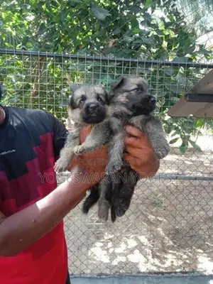 German Shepherd Puppies