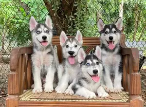 Serbian Husky Puppies