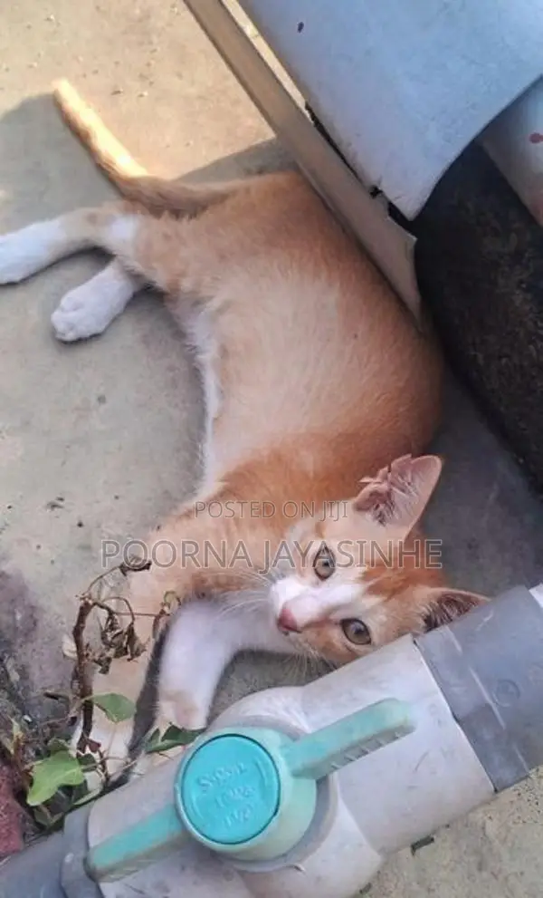 Cat for Kind Home