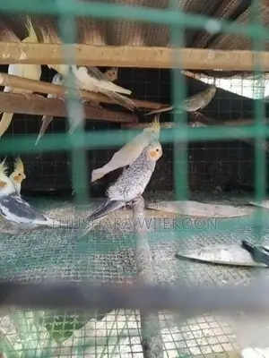 කොක්ටේල් කුරුල්ලන්