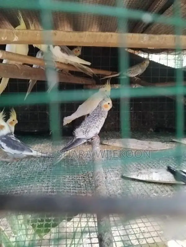 කොක්ටේල් කුරුල්ලන්